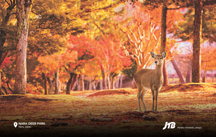 Kintetsu Rail Pass