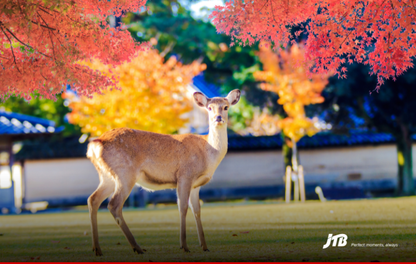 7D6N Autumn in Tokyo & Osaka Tour