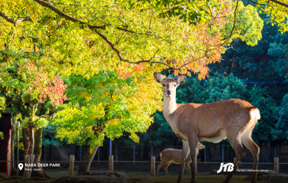 7D6N Japan Highlights: The Golden Route Tour