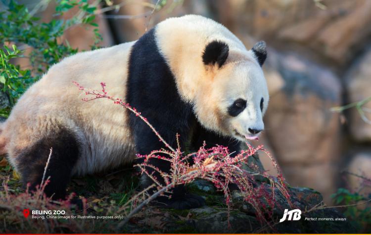 6D5N Imperial Beijing Tour