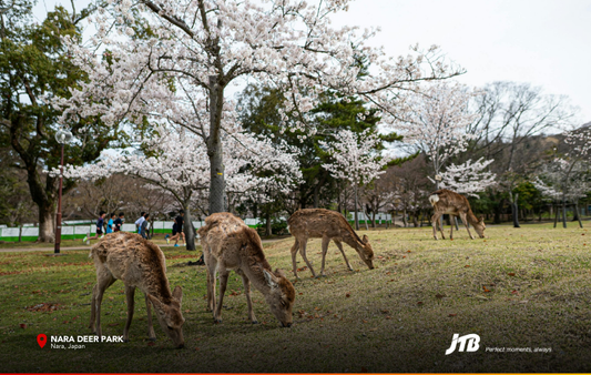 5D4N Kansai Explorer Tour