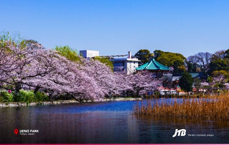 5D4N Spring in Tokyo Tour